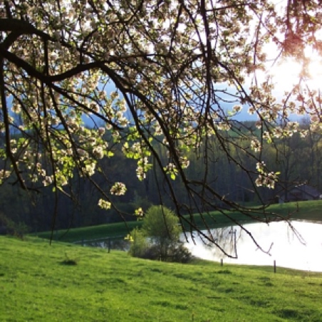 ~ Nature ~

Nine acres of meadow, woods and a spring-fed pond are yours to enjoy. During your retreat, you are the only guest who will have access to this land.